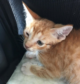 Illustration de l'article : Un chaton égaré sur une autoroute et trempé jusqu'aux os se voit offrir une nouvelle vie chez sa sauveuse