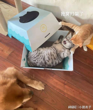 Illustration de l'article : Pour l'achat d'un menu chez McDonald's, des clients sont repartis avec une maison pour chat !