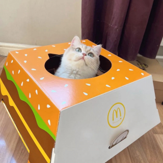 Illustration de l'article : Pour l'achat d'un menu chez McDonald's, des clients sont repartis avec une maison pour chat !