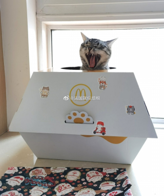 Illustration de l'article : Pour l'achat d'un menu chez McDonald's, des clients sont repartis avec une maison pour chat !