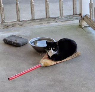 Illustration de l'article : 20 photos de chats dont la posture préférée est celle du « pain de viande »