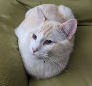 Illustration de l'article : 20 photos de chats dont la posture préférée est celle du « pain de viande »