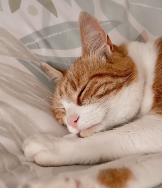 Illustration de l'article : Chaque soir, ce chat s'assure que tous les membres de sa famille sont informés de son retour ! (Vidéo)