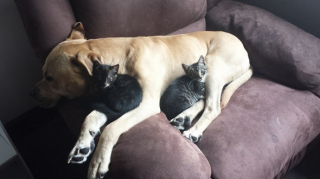 Illustration de l'article : 20 photos de chats qui adorent faire la sieste sur leur compagnon canin