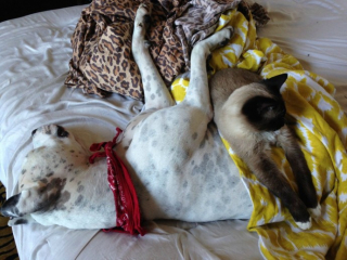 Illustration de l'article : 20 photos de chats qui adorent faire la sieste sur leur compagnon canin