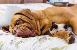 Illustration de l'article : 20 photos de chats qui adorent faire la sieste sur leur compagnon canin