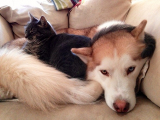 Illustration de l'article : 20 photos de chats qui adorent faire la sieste sur leur compagnon canin