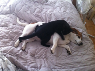 Illustration de l'article : 20 photos de chats qui adorent faire la sieste sur leur compagnon canin