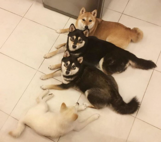 Illustration de l'article : 20 photos de groupe dans lesquelles un Shiba Inu joue les rebelles