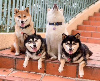 Illustration de l'article : 20 photos de groupe dans lesquelles un Shiba Inu joue les rebelles