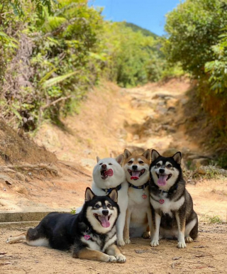 Illustration de l'article : 20 photos de groupe dans lesquelles un Shiba Inu joue les rebelles