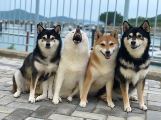 Illustration de l'article : 20 photos de groupe dans lesquelles un Shiba Inu joue les rebelles