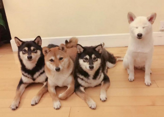 Illustration de l'article : 20 photos de groupe dans lesquelles un Shiba Inu joue les rebelles