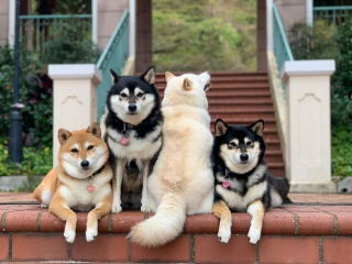 Illustration de l'article : 20 photos de groupe dans lesquelles un Shiba Inu joue les rebelles