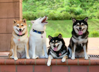 Illustration de l'article : 20 photos de groupe dans lesquelles un Shiba Inu joue les rebelles
