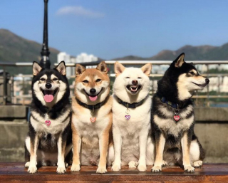 Illustration de l'article : 20 photos de groupe dans lesquelles un Shiba Inu joue les rebelles