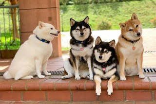 Illustration de l'article : 20 photos de groupe dans lesquelles un Shiba Inu joue les rebelles