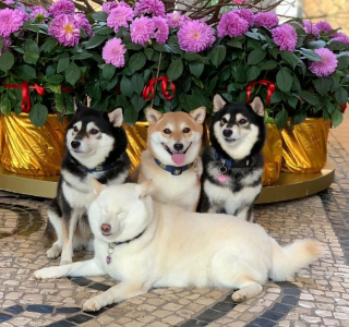 Illustration de l'article : 20 photos de groupe dans lesquelles un Shiba Inu joue les rebelles