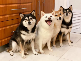 Illustration de l'article : 20 photos de groupe dans lesquelles un Shiba Inu joue les rebelles