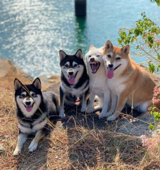 Illustration de l'article : 20 photos de groupe dans lesquelles un Shiba Inu joue les rebelles