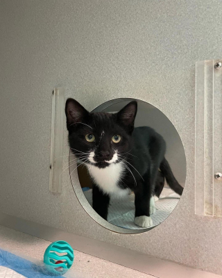 Illustration de l'article : 2 chatons découverts affamés et blessés dans un égout luttent ensemble pour s'offrir un nouveau départ