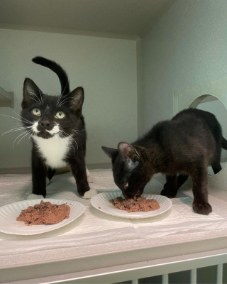 Illustration de l'article : 2 chatons découverts affamés et blessés dans un égout luttent ensemble pour s'offrir un nouveau départ