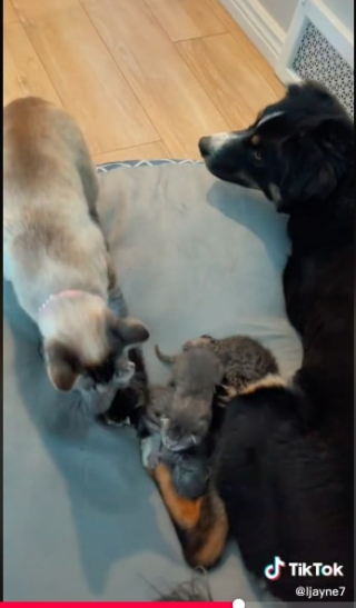 Illustration de l'article : Toby le chien s’improvise babysitter de chatons pendant l’absence de leur maman (vidéo)