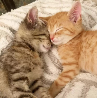 Illustration de l'article : Un grand chien au passé difficile prend des chatons abandonnés sous son aile (vidéo)