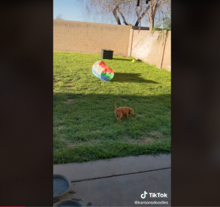 Illustration de l'article : La vidéo de 16 chiots Labradoodles amassés les uns sur les autres pendant leur sieste fait fondre les internautes