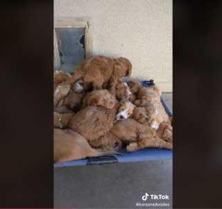 Illustration de l'article : La vidéo de 16 chiots Labradoodles amassés les uns sur les autres pendant leur sieste fait fondre les internautes