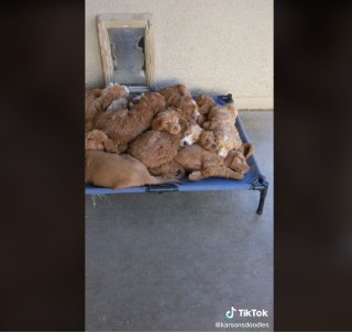 Illustration de l'article : La vidéo de 16 chiots Labradoodles amassés les uns sur les autres pendant leur sieste fait fondre les internautes