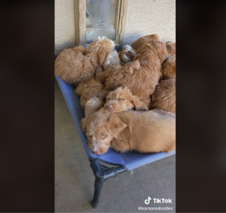 Illustration de l'article : La vidéo de 16 chiots Labradoodles amassés les uns sur les autres pendant leur sieste fait fondre les internautes