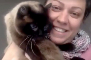 Illustration de l'article : Restée sans espoir pendant 5 ans après la disparition de son chat, un appel téléphonique bouleverse sa vie