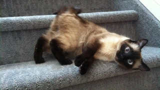 Illustration de l'article : Restée sans espoir pendant 5 ans après la disparition de son chat, un appel téléphonique bouleverse sa vie