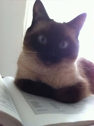 Illustration de l'article : Restée sans espoir pendant 5 ans après la disparition de son chat, un appel téléphonique bouleverse sa vie