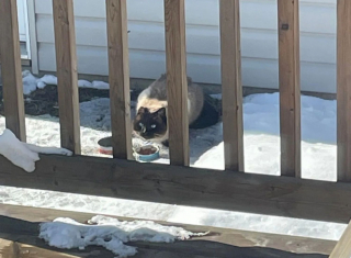 Illustration de l'article : Restée sans espoir pendant 5 ans après la disparition de son chat, un appel téléphonique bouleverse sa vie