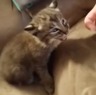 Illustration de l'article : Une famille pense sauver un chaton abandonné et recueille finalement un animal sauvage