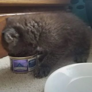 Illustration de l'article : Une famille pense sauver un chaton abandonné et recueille finalement un animal sauvage