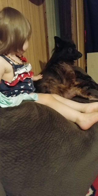 Illustration de l'article : Une maladie génétique rare fait que ce chien de 4 ans aura toujours l’apparence d’un chiot