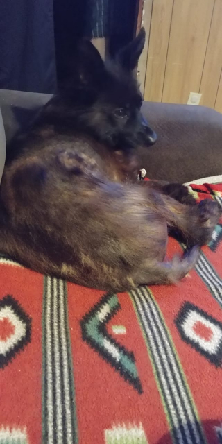 Illustration de l'article : Une maladie génétique rare fait que ce chien de 4 ans aura toujours l’apparence d’un chiot