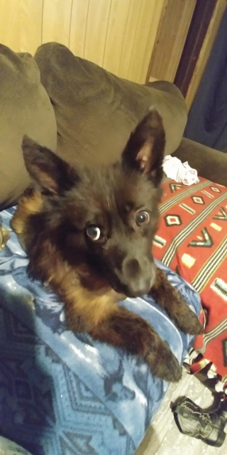 Illustration de l'article : Une maladie génétique rare fait que ce chien de 4 ans aura toujours l’apparence d’un chiot