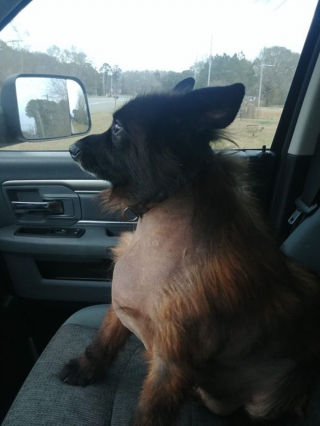 Illustration de l'article : Une maladie génétique rare fait que ce chien de 4 ans aura toujours l’apparence d’un chiot