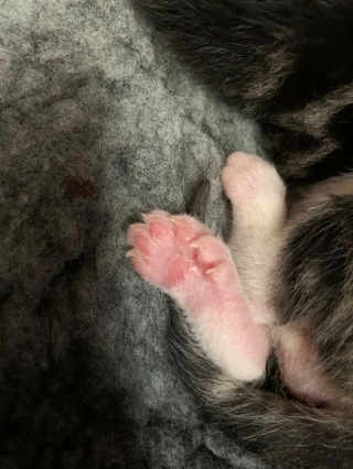 Illustration de l'article : Une jeune chatte errante donne naissance à des chatons polydactyles (vidéo)