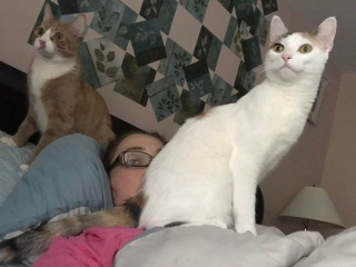 Illustration de l'article : 20 photos de chiens et chats qui n'ont aucune notion sur la définition "d'espace personnel"