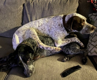 Illustration de l'article : 20 photos de chiens et chats qui n'ont aucune notion sur la définition "d'espace personnel"