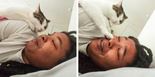 Illustration de l'article : 20 photos de chiens et chats qui n'ont aucune notion sur la définition "d'espace personnel"