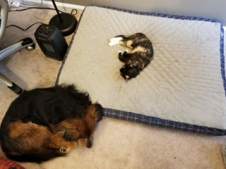Illustration de l'article : 20 photos de chiens et chats qui n'ont aucune notion sur la définition "d'espace personnel"