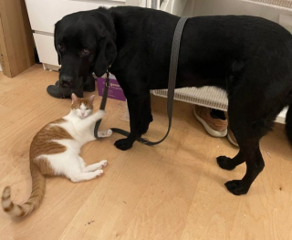 Illustration de l'article : 20 photos de chiens et chats qui n'ont aucune notion sur la définition "d'espace personnel"
