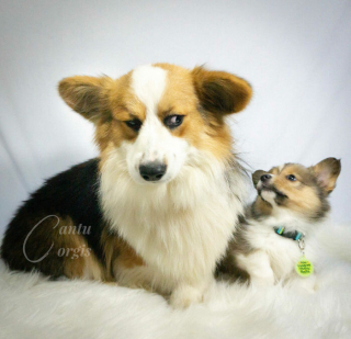 Illustration de l'article : 20 photos hilarantes de Corgis qui ne sont clairement pas de bonne humeur