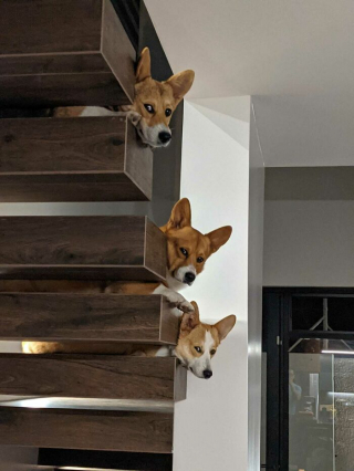 Illustration de l'article : 20 photos hilarantes de Corgis qui ne sont clairement pas de bonne humeur